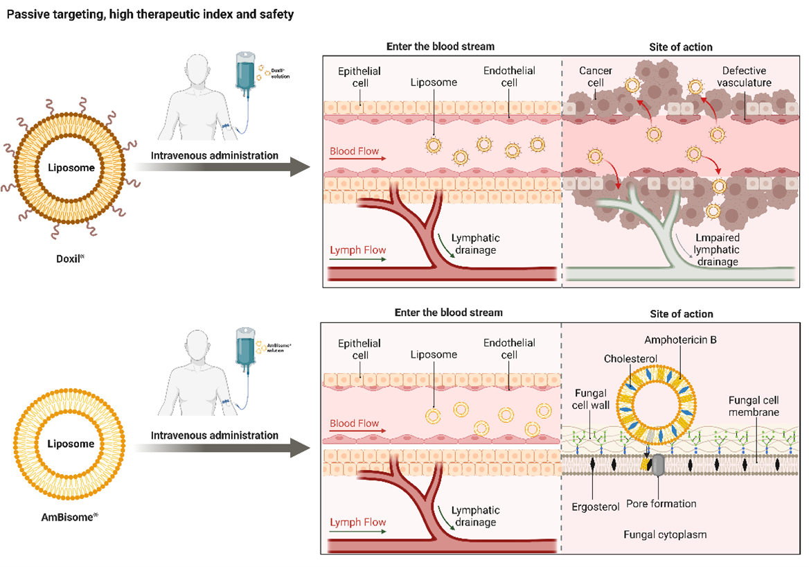 The proposed mechanisms of action in two FDA-approved liposomal products (Doxil and AmBisome) for hightherapeutic index and safety.